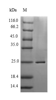 Greater than 90% as determined by SDS-PAGE.Recombinant Micrurus Tener Tener Kunitz-Type Neurotoxin Mittx-Alpha Protein (His)