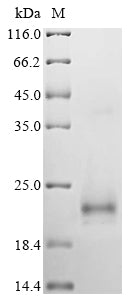 Greater than 85% as determined by SDS-PAGE.Recombinant Methylosinus Trichosporium Methanobactin Mb-Ob3B (MBNA) Protein (His-sumostar)
