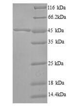 Greater than 90% as determined by SDS-PAGE.Recombinant Bacillus Subtilis 3-Oxoacyl-[Acyl-Carrier-Protein] Synthase 2 (FABF) Protein (His)