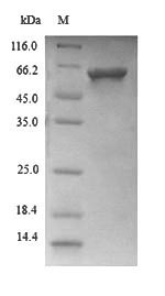 Greater than 90% as determined by SDS-PAGE.