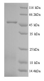 Greater than 90% as determined by SDS-PAGE.Recombinant Apis Mellifera Major Royal Jelly Protein 1 (MRJP1) Protein (His)