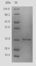 Greater than 90% as determined by SDS-PAGE.Recombinant Blattella Germanica Glutathione S-Transferase Protein (His)