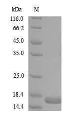 Greater than 90% as determined by SDS-PAGE.Recombinant Bacillus Sp. Levanase Protein (His)