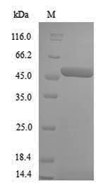 Greater than 90% as determined by SDS-PAGE.Recombinant Acetobacter Pasteurianus Modification Methylase Apali (APALIM) Protein (His)