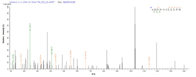 Based on the SEQUEST from database of Yeast host and target protein, the LC-MS/MS Analysis result of this product could indicate that this peptide derived from Yeast-expressed Aquifex aeolicus (strain VF5) mutS.Recombinant Aquifex Aeolicus Dna Mismatch Repair Protein Muts (MUTS) Protein (His)