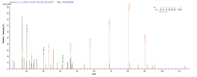 Based on the SEQUEST from database of Yeast host and target protein, the LC-MS/MS Analysis result of this product could indicate that this peptide derived from Yeast-expressed Aquifex aeolicus (strain VF5) mutS.Recombinant Aquifex Aeolicus Dna Mismatch Repair Protein Muts (MUTS) Protein (His)