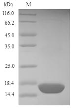 Greater than 90% as determined by SDS-PAGE.Recombinant Mercurialis Annua Profilin Protein (His)