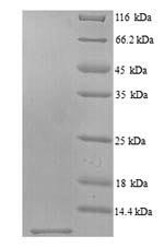 Greater than 90% as determined by SDS-PAGE.Recombinant Mouse Scrapie-Responsive Protein 1 (SCRG1) Protein (His)