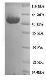 Greater than 90% as determined by SDS-PAGE.Recombinant Schizosaccharomyces Pombe Sulfide:Quinone Oxidoreductase, Mitochondrial (HMT2) Protein (His)