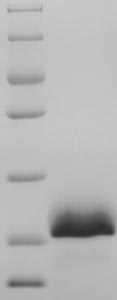 Greater than 85% as determined by SDS-PAGE.Recombinant Human Perilipin-1 (PLIN1) Protein (His)