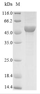 Greater than 85% as determined by SDS-PAGE.Recombinant Arabidopsis Thaliana Flavonol 3-O-Glucosyltransferase Ugt71C1 (UGT71C1) Protein (His)