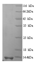 Greater than 90% as determined by SDS-PAGE.Recombinant Human Scrapie-Responsive Protein 1 (SCRG1) Protein (His)