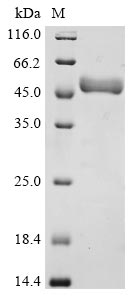 Greater than 90% as determined by SDS-PAGE.
