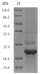 Greater than 90% as determined by SDS-PAGE.