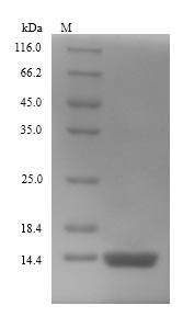 Greater than 90% as determined by SDS-PAGE.Recombinant E.Coli Thiosulfate Sulfurtransferase Glpe (GLPE) Protein (His)