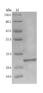 Greater than 90% as determined by SDS-PAGE.Recombinant E.Coli Elongation Factor P (EFP) Protein (His)