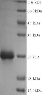 Greater than 90% as determined by SDS-PAGE.