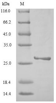 Greater than 85% as determined by SDS-PAGE.Recombinant Influenza A Virus Non-Structural Protein 1 (NS) Protein (His)