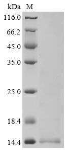 Greater than 90% as determined by SDS-PAGE.Recombinant Human Coronavirus Hku1 Non-Structural Protein 4 (4) Protein (His)