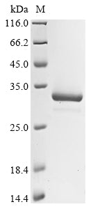 Greater than 90% as determined by SDS-PAGE.