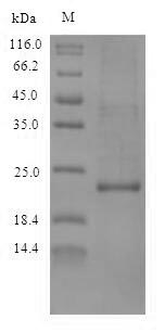 Greater than 90% as determined by SDS-PAGE.