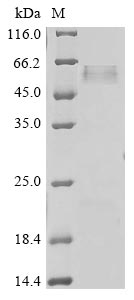 Greater than 85% as determined by SDS-PAGE.Recombinant Human Dystroglycan (DAG1) Protein (His)