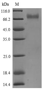 Greater than 90% as determined by SDS-PAGE.Recombinant Human Killer Cell Immunoglobulin-Like Receptor 2Ds3 (KIR2DS3) Protein (His)