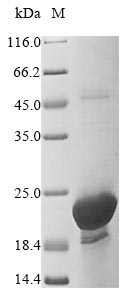 Greater than 85% as determined by SDS-PAGE.