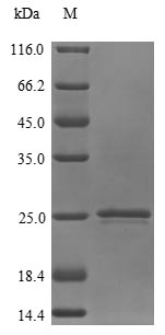 Greater than 85% as determined by SDS-PAGE.Recombinant Human Prostaglandin E Synthase 3 (PTGES3) Protein (His)