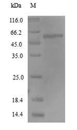 Greater than 90% as determined by SDS-PAGE.Recombinant Human Receptor-Type Tyrosine-Protein Phosphatase-Like N (PTPRN) Protein (His)