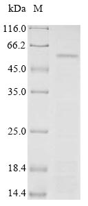 Greater than 85% as determined by SDS-PAGE.Recombinant Human Receptor-Type Tyrosine-Protein Phosphatase-Like N (PTPRN) Protein (Myc&His)