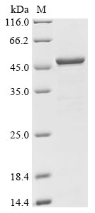 Greater than 85% as determined by SDS-PAGE.Recombinant Human Calcium-Binding And Coiled-Coil Domain-Containing Protein 2 (CALCOCO2) Protein (His)