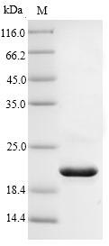 Greater than 90% as determined by SDS-PAGE.Recombinant Human Interleukin-18 (IL18) Protein (His)