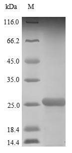 Greater than 90% as determined by SDS-PAGE.Recombinant Human Interleukin-18 (IL18) Protein (His)