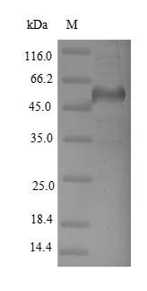 Greater than 90% as determined by SDS-PAGE.Recombinant Human Dihydropyrimidinase-Related Protein 2 (DPYSL2) Protein (His)