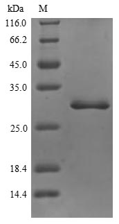 Greater than 85% as determined by SDS-PAGE.Recombinant Human Inter-Alpha-Trypsin Inhibitor Heavy Chain H4 (ITIH4) Protein (His)