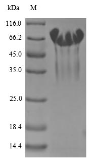 Greater than 90% as determined by SDS-PAGE.Recombinant Human Mucosal Addressin Cell Adhesion Molecule 1 (MADCAM1) Protein (His-Myc)