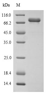 Greater than 85% as determined by SDS-PAGE.Recombinant Human Mucosal Addressin Cell Adhesion Molecule 1 (MADCAM1) Protein (His)