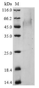 Greater than 90% as determined by SDS-PAGE.