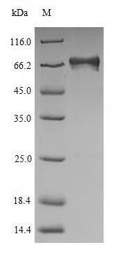 Greater than 90% as determined by SDS-PAGE.Recombinant Human Electron Transfer Flavoprotein-Ubiquinone Oxidoreductase, Mitochondrial (ETFDH) Protein (His)