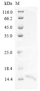 Greater than 90% as determined by SDS-PAGE.Recombinant Human Ankyrin-3 (ANK3) Protein (His)