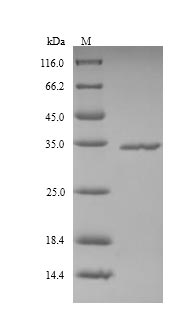 Greater than 90% as determined by SDS-PAGE.Recombinant Human Ficolin-2 (FCN2) Protein (His)