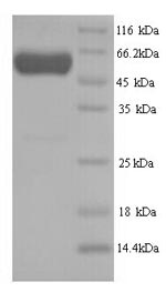 Greater than 90% as determined by SDS-PAGE.Recombinant Human Septin-7 (SEPT7) Protein (His)