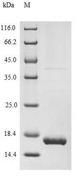 Greater than 90% as determined by SDS-PAGE.Recombinant Human Melanoma Antigen Recognized By T-Cells 1 (MLANA) Protein (His)