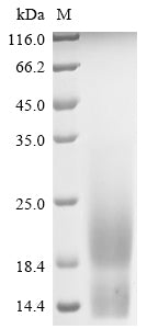 Greater than 85% as determined by SDS-PAGE.Recombinant Human Mammaglobin-A (SCGB2A2) Protein (His)