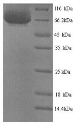Greater than 90% as determined by SDS-PAGE.