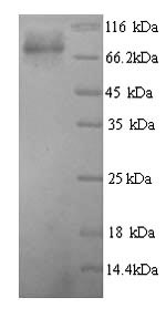 Greater than 90% as determined by SDS-PAGE.