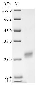 Greater than 85% as determined by SDS-PAGE.Recombinant Human Protein Rrp5 Homolog (PDCD11) Protein (His)