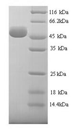 Greater than 90% as determined by SDS-PAGE.