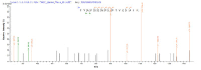 Based on the SEQUEST from database of Yeast host and target protein, the LC-MS/MS Analysis result of this product could indicate that this peptide derived from Yeast-expressed Homo sapiens (Human) SMARCB1.Recombinant Human Swi/Snf-Related Matrix-Associated Actin-Dependent Regulator Of Chromatin Subfamily B Member 1 (SMARCB1) Protein (His)